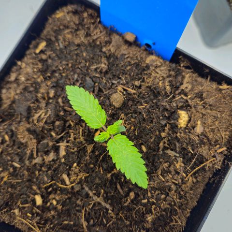 Brainkiller Haze growlog timeline photo