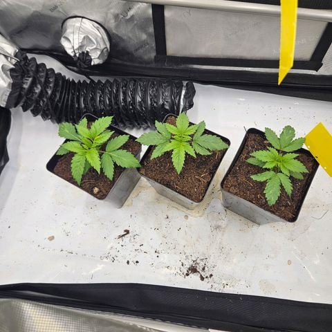 Brainkiller Haze growlog timeline photo