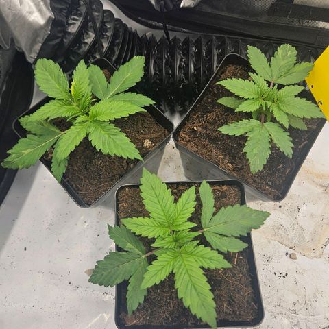 Brainkiller Haze growlog timeline photo
