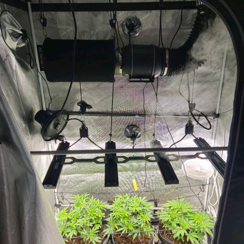 Brainkiller Haze growlog timeline photo