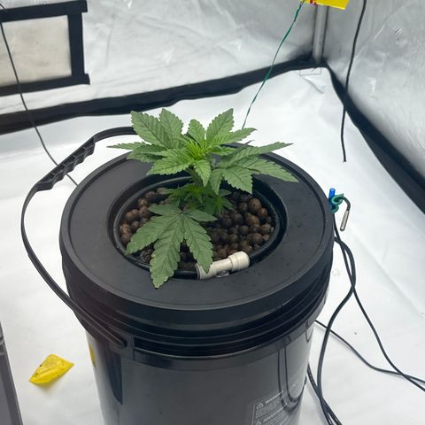 GG#4  growlog photo: DWC looking really good wen lights turned on overall positive response with recovery and fresh nutrients with a ph plot hour later to ph correct  with a Ltr of water and 1.2ml of Ph down(Goliath) to add to the bucket pot