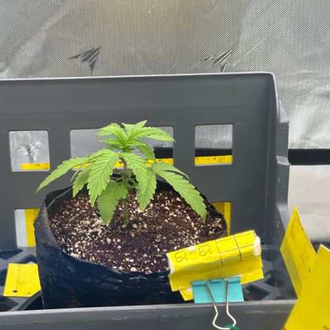 GG#4  growlog photo: DWC looking really good wen lights turned on overall positive response with recovery and fresh nutrients with a ph plot hour later to ph correct  with a Ltr of water and 1.2ml of Ph down(Goliath) to add to the bucket pot