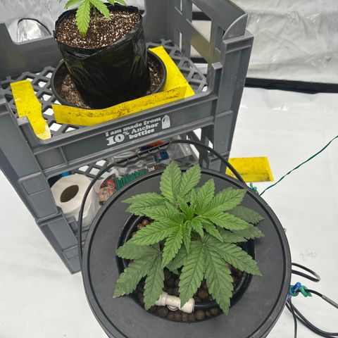 GG#4  growlog timeline photo