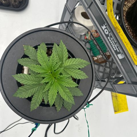 GG#4  growlog timeline photo