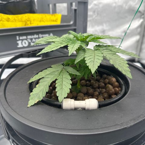 GG#4  growlog timeline photo