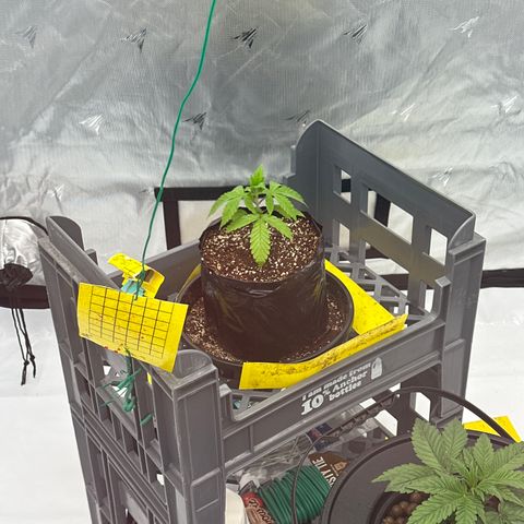 GG#4  growlog timeline photo