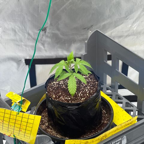 GG#4  growlog timeline photo