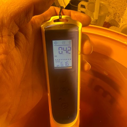 GG#4  growlog photo: Low nutrient solution after 2x H202 flush 