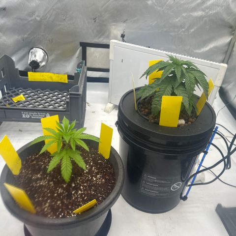 GG#4  growlog photo: GG#4  visual log