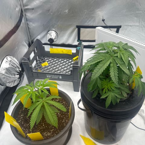 GG#4  growlog photo: After a trim
