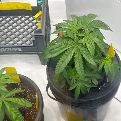 GG#4  growlog photo: After a trim