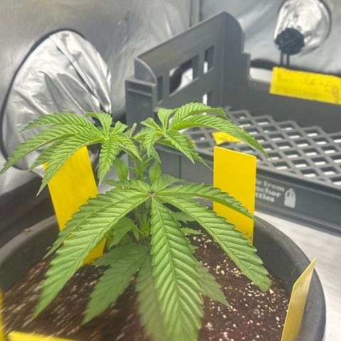 GG#4  growlog photo: After a trim