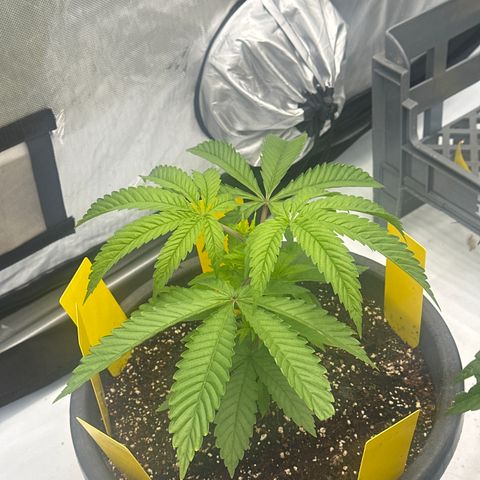 GG#4  growlog photo: Visual growth