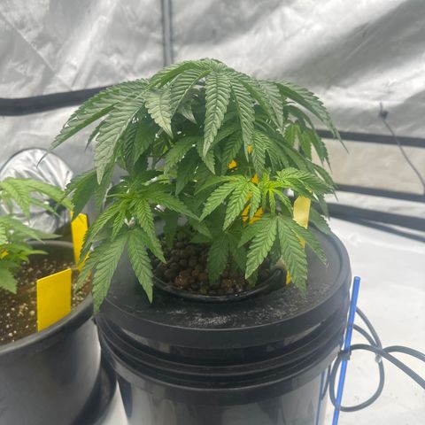 GG#4  growlog photo: Visual growth