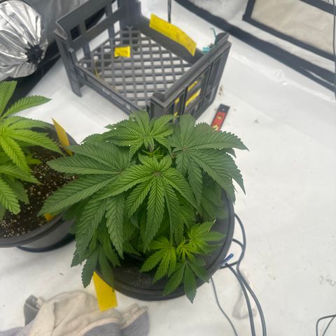 GG#4  growlog photo: Visual growth