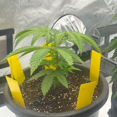 GG#4  growlog photo: Visual growth