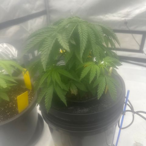 GG#4  growlog photo: Visual growth