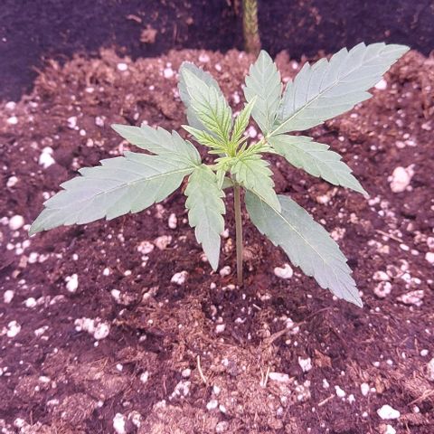 Royal Dwarf growlog timeline photo