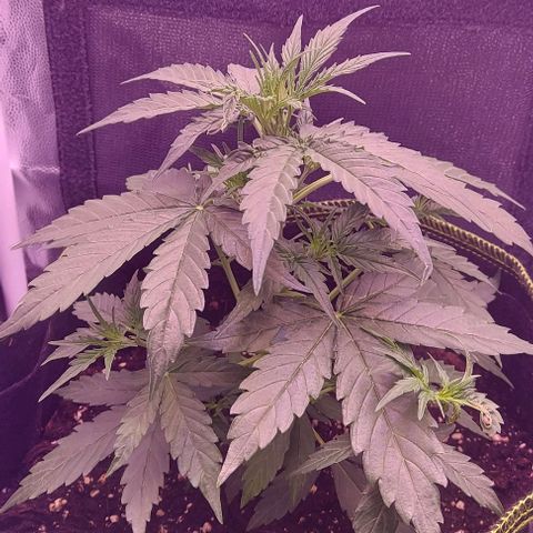 Royal Dwarf growlog timeline photo