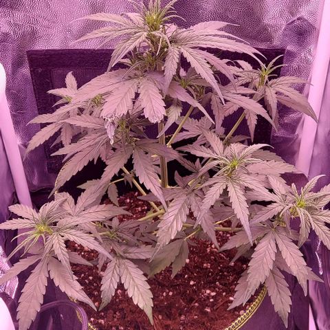 Royal Dwarf growlog timeline photo
