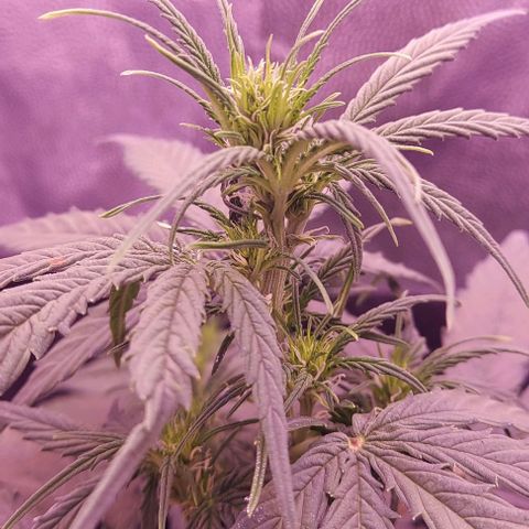 Royal Dwarf growlog timeline photo