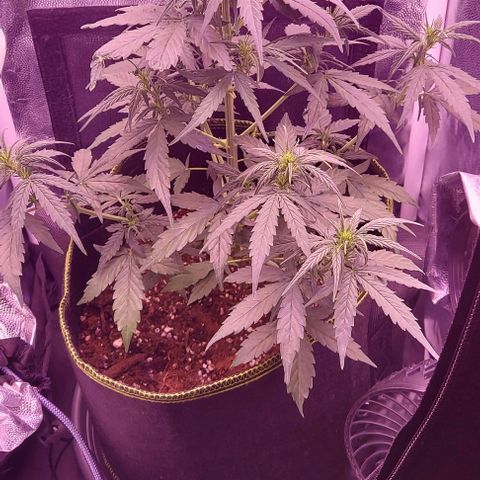 Royal Dwarf growlog timeline photo