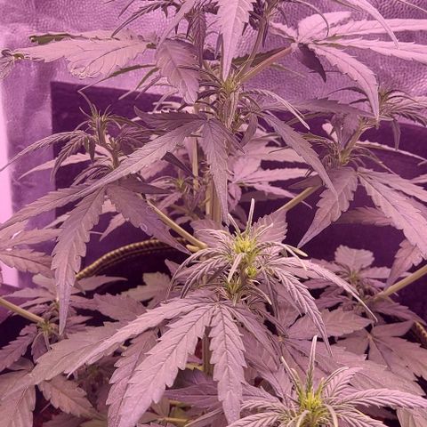 Royal Dwarf growlog timeline photo