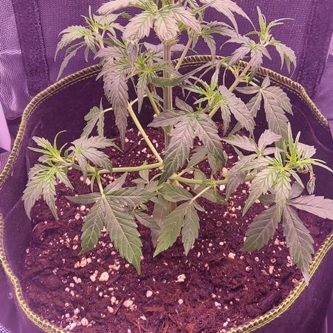 Royal Dwarf growlog timeline photo