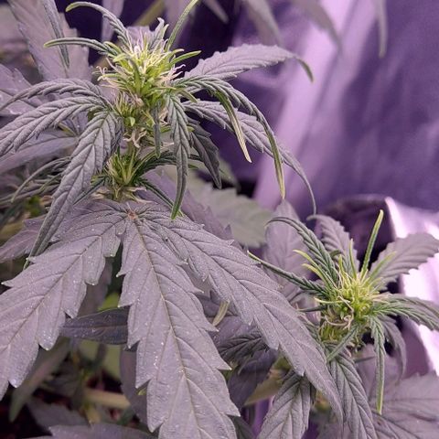 Royal Dwarf growlog timeline photo