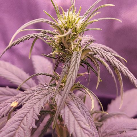 Royal Dwarf growlog timeline photo