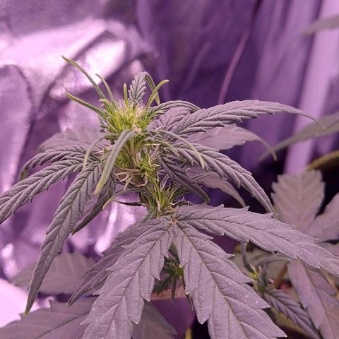 Royal Dwarf growlog timeline photo