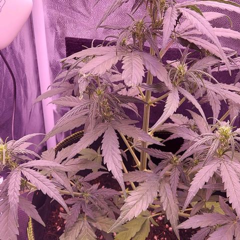 Royal Dwarf growlog timeline photo