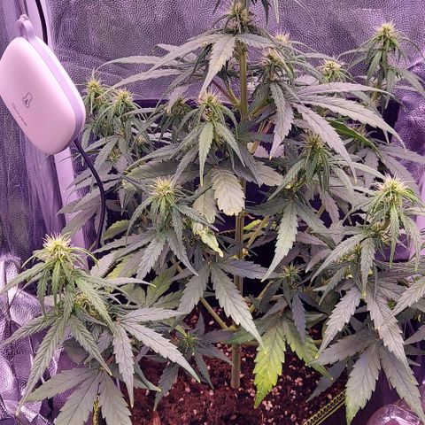 Royal Dwarf growlog timeline photo