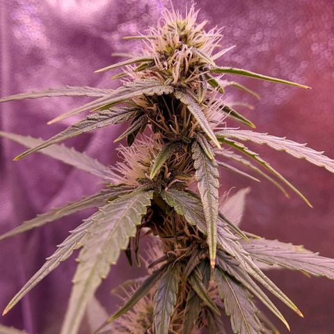Royal Dwarf growlog timeline photo