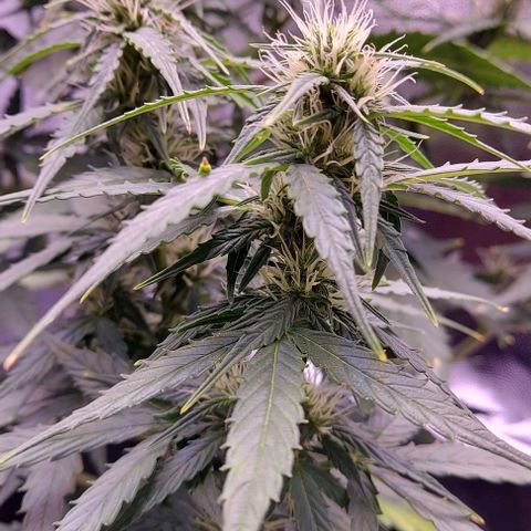 Royal Dwarf growlog timeline photo