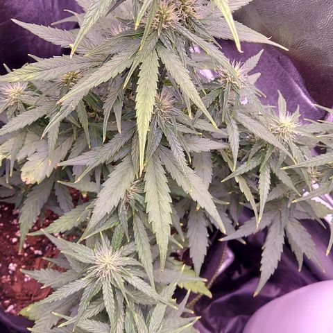 Royal Dwarf growlog timeline photo