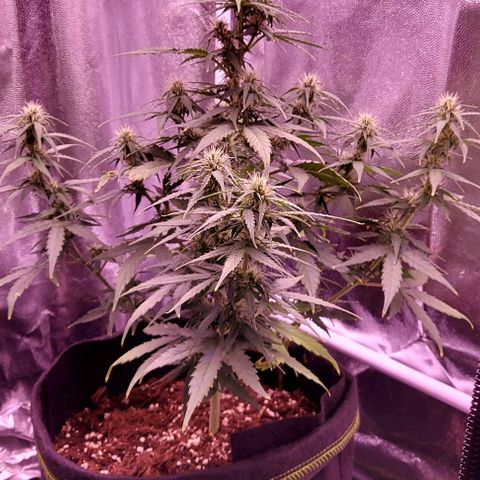 Royal Dwarf growlog timeline photo