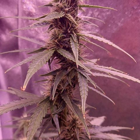 Royal Dwarf growlog timeline photo