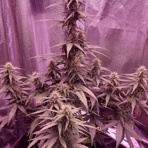 Royal Dwarf growlog timeline photo