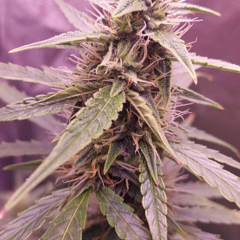 Royal Dwarf growlog timeline photo