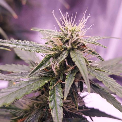 Royal Dwarf growlog timeline photo