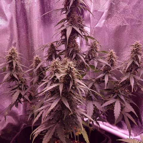 Royal Dwarf growlog timeline photo