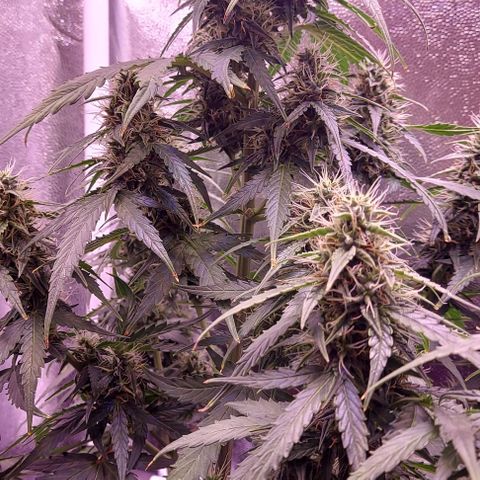 Royal Dwarf growlog timeline photo