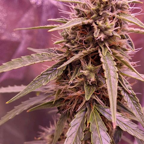 Royal Dwarf growlog timeline photo