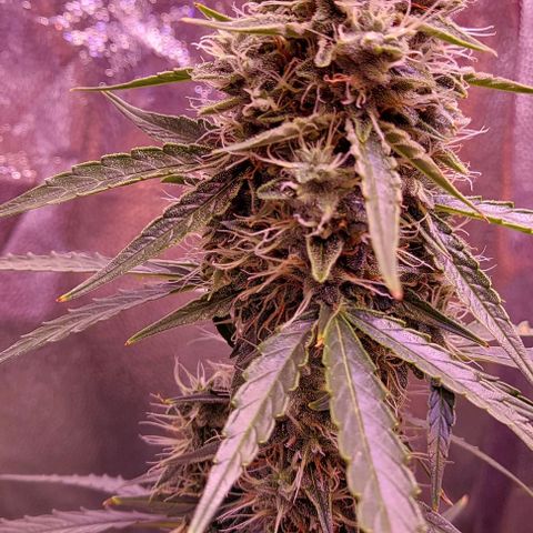Royal Dwarf growlog timeline photo
