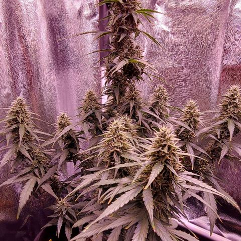 Royal Dwarf growlog timeline photo