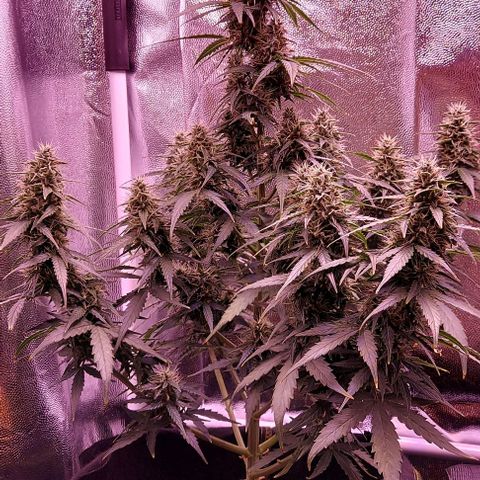 Royal Dwarf growlog timeline photo