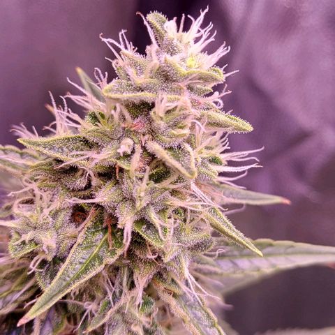 Royal Dwarf growlog timeline photo