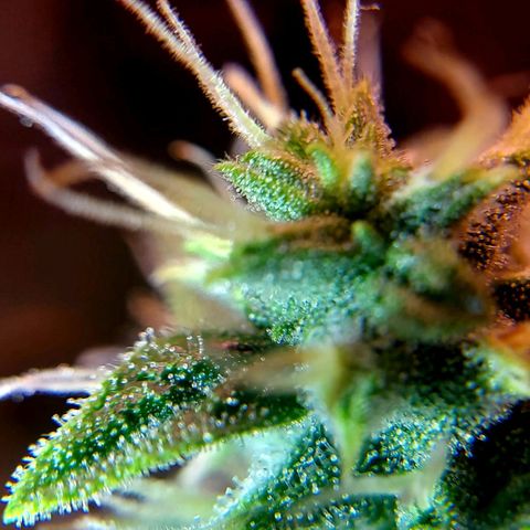 Royal Dwarf growlog timeline photo