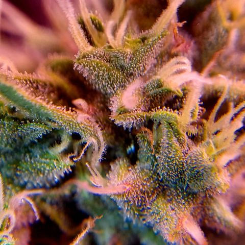 Royal Dwarf growlog timeline photo